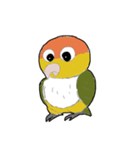 シロハラ松くん（個別スタンプ：1）