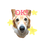 佐藤ジュニア（個別スタンプ：2）