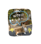 佐藤ジュニア（個別スタンプ：4）