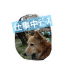 佐藤ジュニア（個別スタンプ：6）