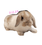 うさうさっぴー（個別スタンプ：1）