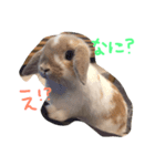 うさうさっぴー（個別スタンプ：2）