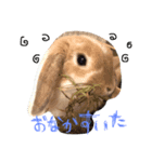 うさうさっぴー（個別スタンプ：4）