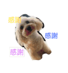 トイプードル杏ちゃんと仲間達（個別スタンプ：1）