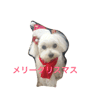 トイプードル杏ちゃんと仲間達（個別スタンプ：12）