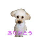 トイプードル杏ちゃんと仲間達（個別スタンプ：16）