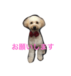 トイプードル杏ちゃんと仲間達（個別スタンプ：28）