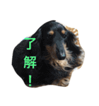 トイプードル杏ちゃんと仲間達（個別スタンプ：34）