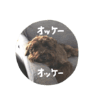 ムイスタンプ1（個別スタンプ：29）