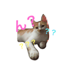 コロにゃ（個別スタンプ：1）