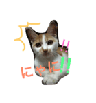 コロにゃ（個別スタンプ：3）