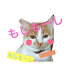 コロにゃ（個別スタンプ：5）