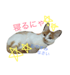 コロにゃ（個別スタンプ：6）