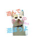コロにゃ（個別スタンプ：7）