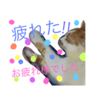コロにゃ（個別スタンプ：8）