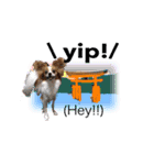 続おーい！と呼んでるパピヨン犬(英語)2（個別スタンプ：1）