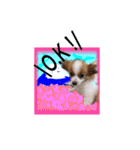 続おーい！と呼んでるパピヨン犬(英語)2（個別スタンプ：15）