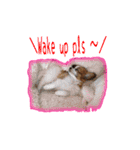 続おーい！と呼んでるパピヨン犬(英語)2（個別スタンプ：17）
