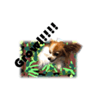 続おーい！と呼んでるパピヨン犬(英語)2（個別スタンプ：19）