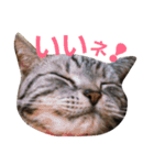 でんろく（個別スタンプ：1）