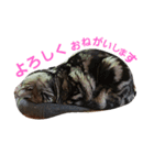 でんろく（個別スタンプ：4）