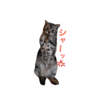 でんろく（個別スタンプ：6）