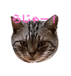 でんろく（個別スタンプ：15）