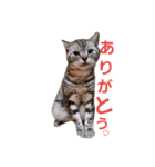でんろく（個別スタンプ：16）
