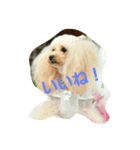 inukestamp（個別スタンプ：1）
