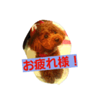 inukestamp（個別スタンプ：3）