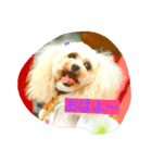 inukestamp（個別スタンプ：4）