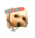 inukestamp（個別スタンプ：5）