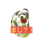 inukestamp（個別スタンプ：6）
