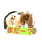 inukestamp（個別スタンプ：7）