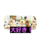 inukestamp（個別スタンプ：8）