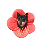柴犬（黒柴）きなこ  -2-（個別スタンプ：4）