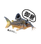 Haruo family（個別スタンプ：6）