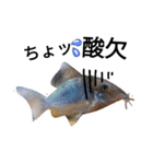 Haruo family（個別スタンプ：17）