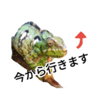 Haruo family（個別スタンプ：20）