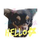 愛犬マロ（個別スタンプ：1）