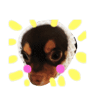 愛犬マロ（個別スタンプ：3）