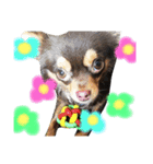 愛犬マロ（個別スタンプ：7）