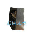 Haru5884（個別スタンプ：6）