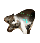 にゃんの日常（個別スタンプ：8）