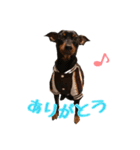 ミニチュアピンシャーのアイリーくん（個別スタンプ：3）