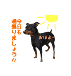 ミニチュアピンシャーのアイリーくん（個別スタンプ：5）