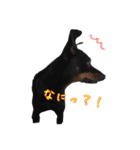 ミニチュアピンシャーのアイリーくん（個別スタンプ：10）
