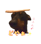 ミニチュアピンシャーのアイリーくん（個別スタンプ：12）
