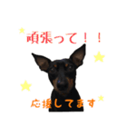 ミニチュアピンシャーのアイリーくん（個別スタンプ：13）