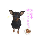 ミニチュアピンシャーのアイリーくん（個別スタンプ：16）